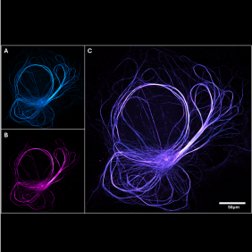 Cellular Rollercoaster Danush Taban, University of Wuerzburg